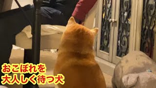 柴犬貴教、兄貴のおこぼれを大人しく待つタカノリさん😸