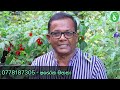 මේ ටික දැනගන නයි මිරිස් වවන්න nai miris wagawa ceylon agri episode 287