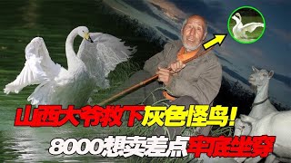 山西大爷救下灰色怪鸟，狠啄恩人暴打土狗！8000想卖差点牢底坐穿