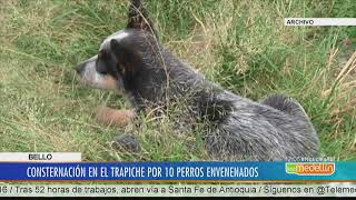 Consternación en el barrio El Trapiche por 10 perros envenenados [Noticias] - Telemedellín