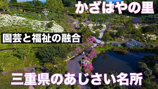 三重県「かざはやの里のあじさい」園芸と福祉の融合 ドローン男子空撮