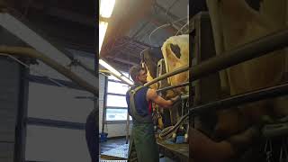 Incredible feed cutter #farm #cows #feed