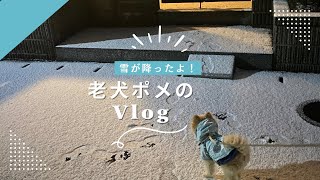 【13歳のポメラニアンの1日】最強寒波？おじいちゃん犬の様子。福岡も雪。