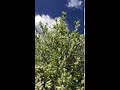 bird cherry prunus padus leaves u0026 flowers may 2018