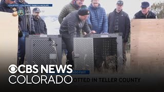 Colorado Parks \u0026 Wildlife confirms gray wolf enters Teller, Park and Fremont counties