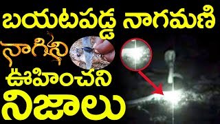 Unexpected Truths About Nagini - Nagamani's Secret Revealed || True Stores Of Nagini and Nagamani