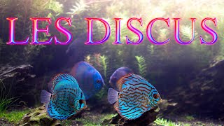 Les Discus (Floraquatic)