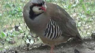 Szirtifogoly kakas (Alectoris graeca; Rock partridge)