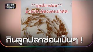 อย่าหาทำ คนผ่าคลอดกินลูกปลาช่อนเป็น ๆ | ข่าวเช้าช่องวัน | สำนักข่าวววันนิวส์