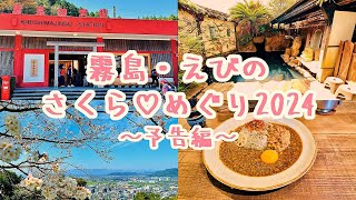 【旅行Vlog177】予告編～霧島・えびの♡さくらめぐり2024 (2024.3.29)