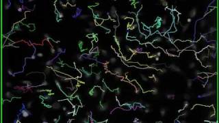 Multi-target cell tracking