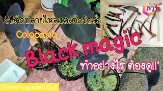 บอนดำ | Colocasia black magic ตัดปลายไหล ตัดข้อสด และวิธีชำน้ำ(Forest's garden) Ep.6 | ภาระ Channel