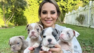 Rosanna Falls In LOVE With My Blind French Bulldog Puppies