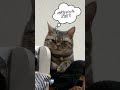 ご飯の催促をあきらめて、無言の圧力をかけるようになった猫… cat catcute 猫 ねこ ねこのいる生活 アメリカンショートヘア 成長記録