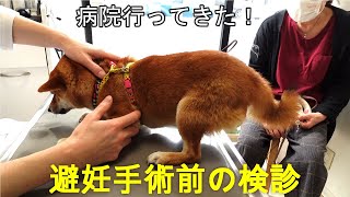 【豆柴犬】避妊手術前の検診を受けに病院に行きました！