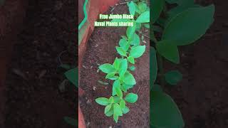 இலவச ஜம்போ பிளாக் நாக பலம் செடி பகிர்வு| Free Jumbo Black Naval Plant sharing #garden #plant #BTS