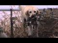 Sportsman 360 TV  - Hog Hunt / Duck Hunt