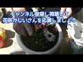 【花】リビングストンデージーの育て方・植え付け