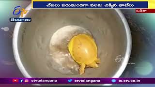 Fisherman Nets  |  Rare Turtle In Odisha |  బంగారం వర్ణంలో ఉన్న అరుదైన తాబేలు.