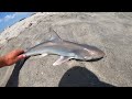 shark cookout making shark nuggets at the beach