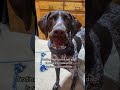 #funnydogs #dog #gspoftheday #dogshorts #dogsvideo #gsplife #germanshorthairedpointer