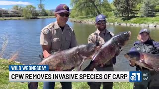 Massive carp removed from Colorado pond by CPW