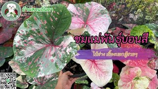 อัพเดต ชมแม่พันธุ์บอนสีสวยๆ ไม้ด่างเลี้ยงนอกตู้ #ไม้ด่าง #บอนสี #caladium #บอนสีมาแรง #shorts