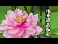 按步骤画牡丹_Chinese Painting_Peony Painting / Peinture chinoise_Comment peindre des pivoines?