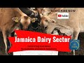 Jamaica Dairy Sector  Overview part 1,