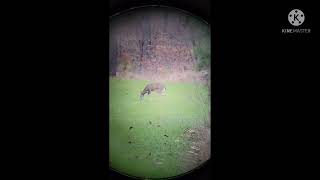 50 bmg vs deer