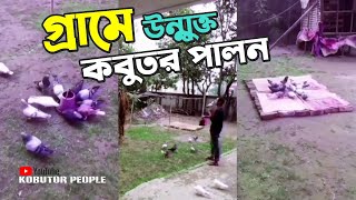 কবুতর প্রেমীর দারুন কাজ কারবার | Discipline Pigeon Loft | Kobutor Palon Bangladesh | Pigeon | #KP1