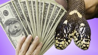 WHY I SOLD MY TWO HEADED SNAKE!! | BRIAN BARCZYK