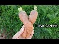 진짜 맛있는 당근 수확!!ㅣCarrot Harvesting 2019