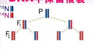 高中生物【教學視訊】焦點 215  DNA半保留複製的實驗證明：