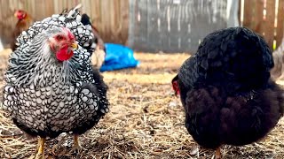 Chilling With My Chatty Chickens Gossiping About The Neighbors In Chilly Florida