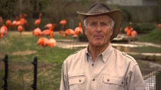 Jack Hanna 's Special Message to Busch Gardens Tampa Pass Members