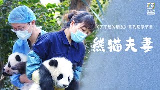 【了不起的朋友 第6话】揭秘熊猫的另一重身份——月老