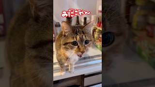 猫😺『にゃ〜』の三段活用#shorts #cat #ねこ #猫のいる暮らし #お返事する猫