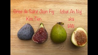 Grise de Saint Jean vs Izbat An Naj Fig PNW Gardening