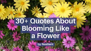 30+ Quotes About Blooming Like a Flower | Bloom Quotes