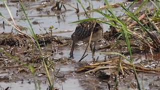 1080826宜蘭溼地公彩鷸(Rostratula benghalensis)