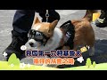 我国第一只柯基警犬，福仔的从警之路