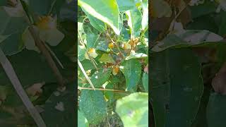 only in Assam you can see tea plant flower