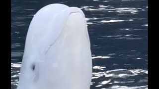 Beluga training session with Klondike at SeaWorld San Diego March 24, 2024