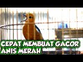 PANCINGAN ANIS MERAH GACOR, SUITAN ANIS MERAH BETINA DAN ANIS MERAH GACOR NGEPLONG