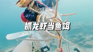 渔民潜入海底抓捕一两斤重的龙虾，只为用来当钓鱼用的鱼饵#钓鱼