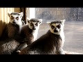 Lemur's talking to me