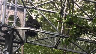 Philadelphia Zoo Introduces Gorilla Treeway, May 13, 2015