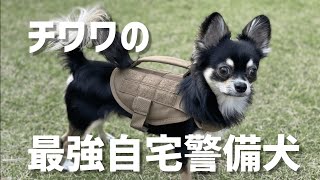 チワワの警察犬になれないので軍用犬（警備犬）になりました。