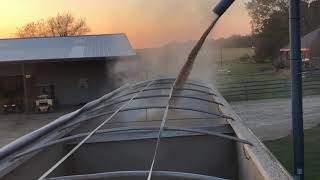 Silo Soybeans.  Loading with gauges